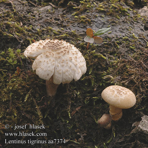 Lentinus tigrinus aa7374