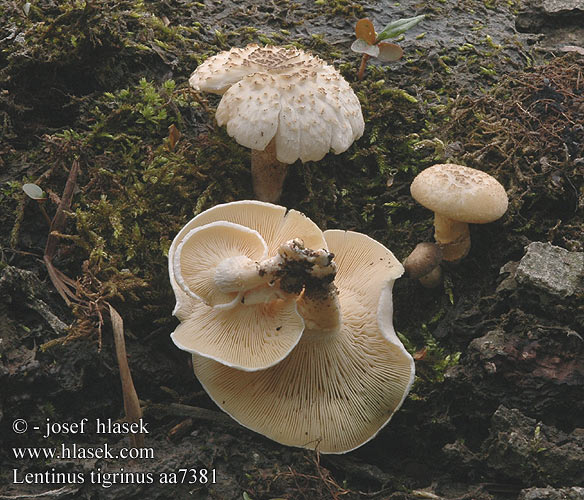 Lentinus tigrinus aa7381