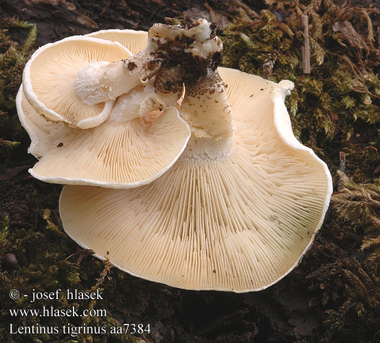 Lentinus tigrinus aa7384