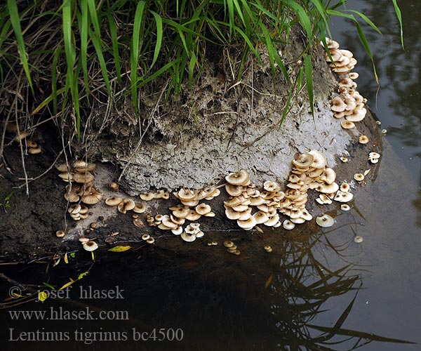 Lentinus tigrinus bc4500