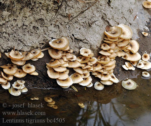 Lentinus tigrinus bc4505