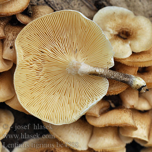 Lentinus tigrinus bc4508