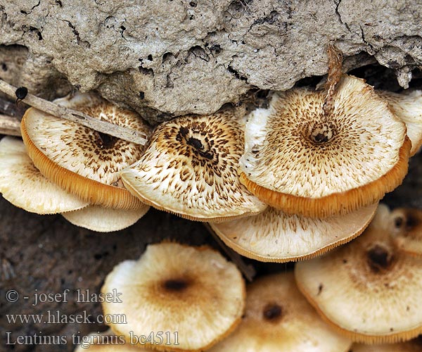 Lentinus tigrinus bc4511