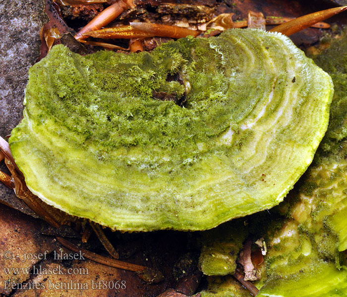 Lenzites betulina betulinus Gilled polypore Lupeník březový Birke-Læderporesvamp 桦革裥菌 Koivunhelttakääpä Lenzite bouleau Fopelfenbankje カイガラタケ Fakó lemezestapló Birkenblättling Birkenblätterporling Bjørkemusling Blaszkowiec drobnozarodnikowy Лензитес березовый Lupeňovka brezová Brezova lenzovka Brezina listićavka Lenzites abedul Björkmussling