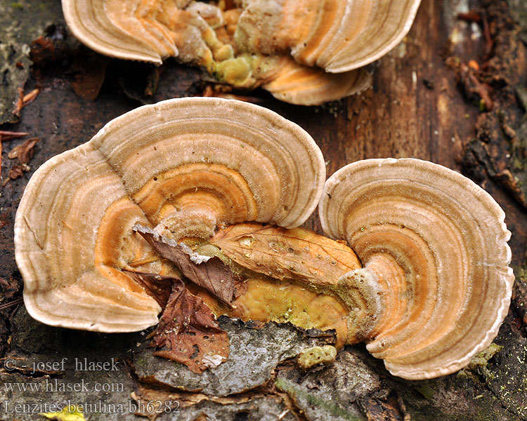 Lupeňovka brezová Brezova lenzovka Brezina listićavka Lenzites abedul Björkmussling Lenzites betulina betulinus Gilled polypore Lupeník březový Birke-Læderporesvamp 桦革裥菌 Koivunhelttakääpä Lenzite bouleau Fopelfenbankje カイガラタケ Fakó lemezestapló Birkenblättling Birkenblätterporling Bjørkemusling Blaszkowiec drobnozarodnikowy Лензитес березовый