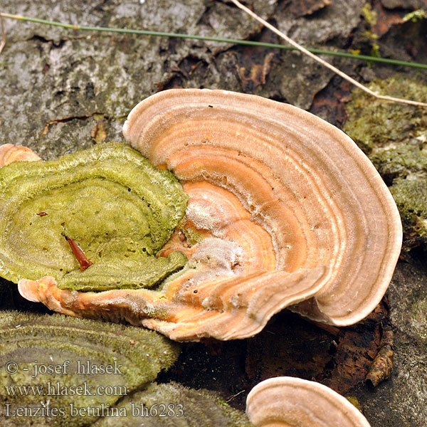 Lenzites abedul Björkmussling Lenzites betulina betulinus Gilled polypore Lupeník březový Birke-Læderporesvamp 桦革裥菌 Koivunhelttakääpä Lenzite bouleau Fopelfenbankje カイガラタケ Fakó lemezestapló Birkenblättling Birkenblätterporling Bjørkemusling Blaszkowiec drobnozarodnikowy Лензитес березовый Lupeňovka brezová Brezova lenzovka Brezina listićavka