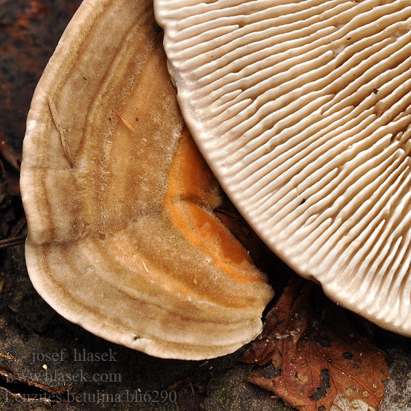 Lenzites betulinus betulina Gilled polypore Lupeník březový Birke-Læderporesvamp 桦革裥菌 Koivunhelttakääpä Lenzite bouleau Fopelfenbankje カイガラタケ Fakó lemezestapló Birkenblättling Birkenblätterporling Bjørkemusling Blaszkowiec drobnozarodnikowy Лензитес березовый Lupeňovka brezová Brezova lenzovka Brezina listićavka Lenzites abedul Björkmussling