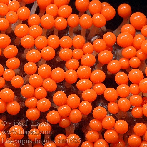 Leocarpus fragilis am0585