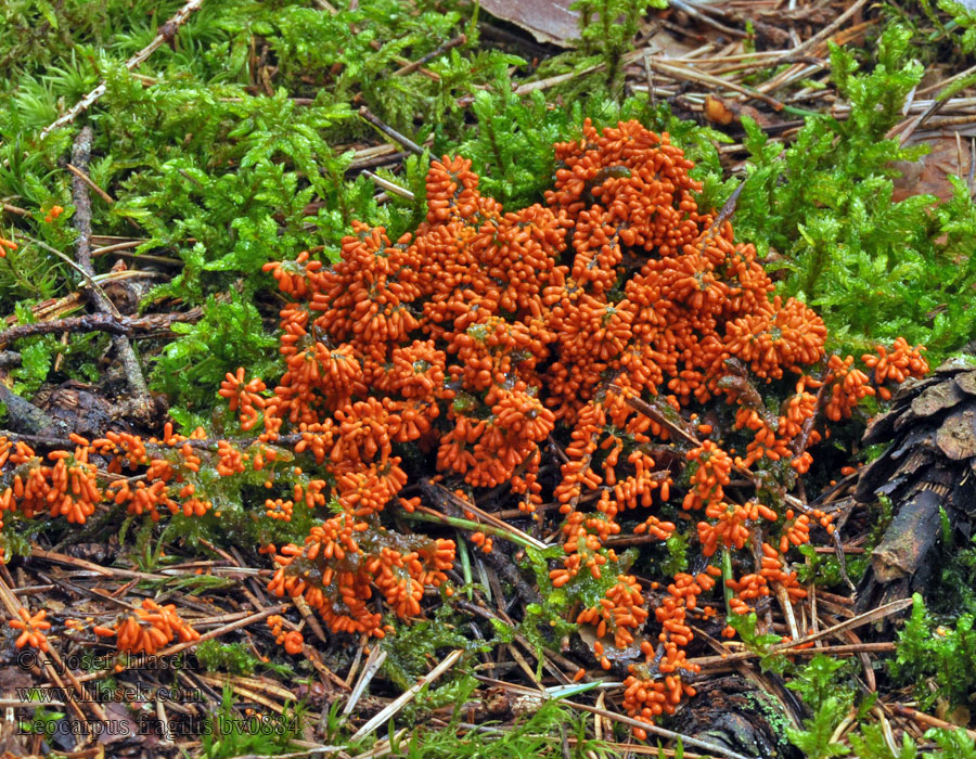 Lesklík křehký Löwenfrüchtchen Gładysz kruchy Leocarpus fragilis
