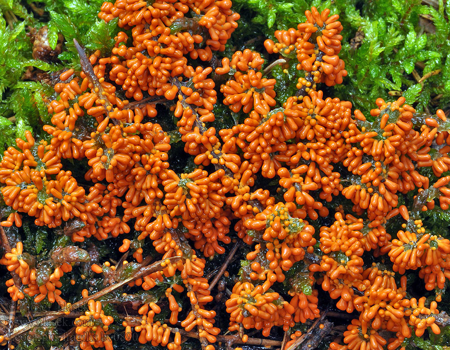 Leocarpus fragilis Törékenygyümölcsű nyálkagomba Leskloplodka krehká Glansgryn