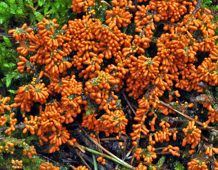 Leocarpus fragilis Леокарпус ломкий Glanzend druivenpitje