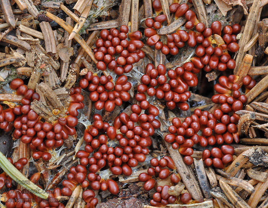 Leocarpus fragilis Lesklík křehký Löwenfrüchtchen Gładysz kruchy