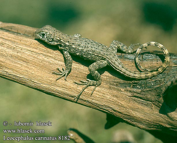 Leocephalus carinatus