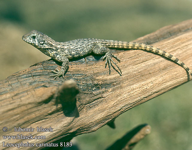 Leocephalus carinatus