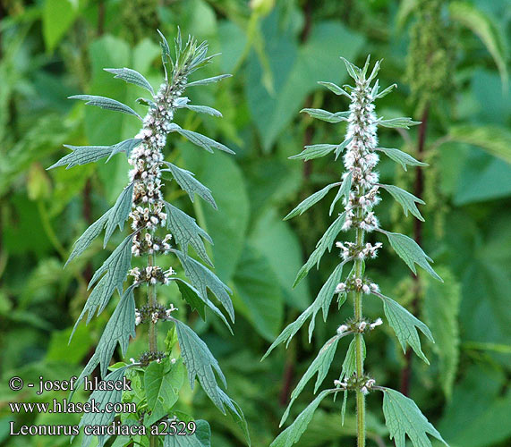 Leonurus cardiaca Common motherwort Hjertespand Lännennukula nukula