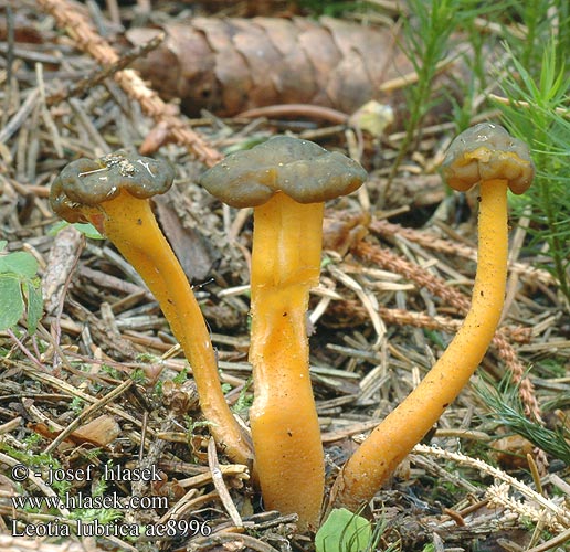 Leotia lubrica Patyčka rosolovitá Patyczka lepka