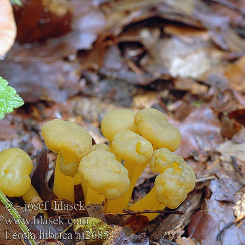 Leotia lubrica Grüngelbes Gallertkäppchen Klincovka slizká