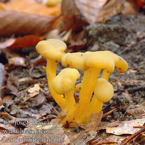 Leotia lubrica Léotie visqueuse Zdrizasta kapičarka