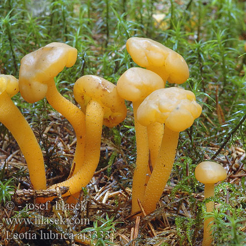 Leotia lubrica Groene glibberzwam ズキンタケ Slimmorkel