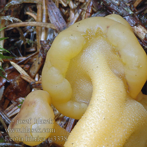 Leotia lubrica Patyczka lepka Grüngelbes Gallertkäppchen