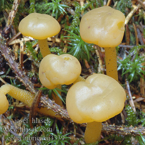 Leotia lubrica Klincovka slizká Rustonupikka Jellybaby