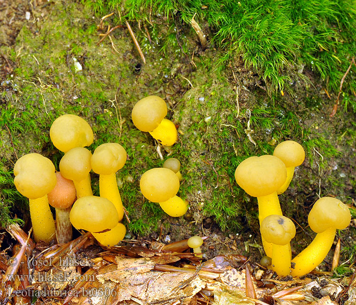 Leotia lubrica bi0306