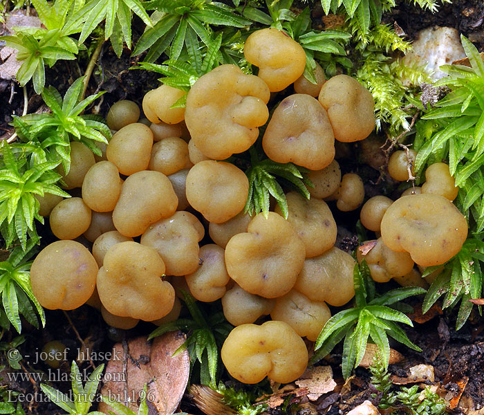 Leotia lubrica bi1196