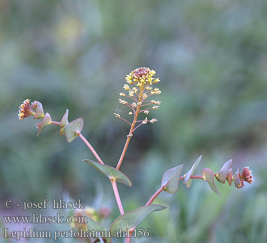 Lepidium perfoliatum ah1456