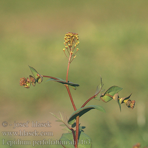 Lepidium perfoliatum ah1463