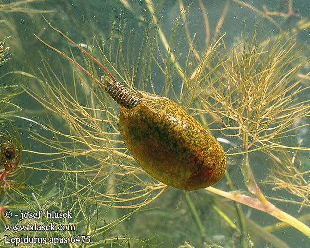 Lepidurus apus 6473