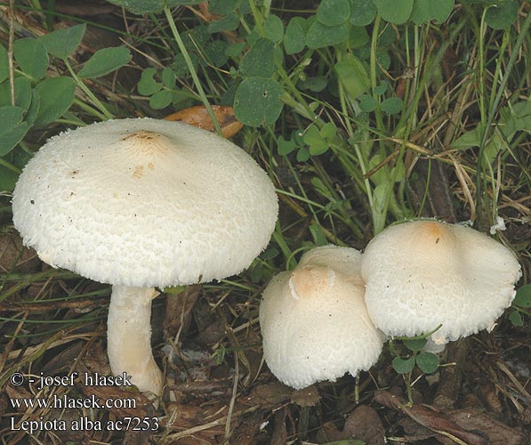 Lepiota alba Bedla bílá Weisser Schirmpilz Schirmling Duinparasolzwam Czubajeczka biała 环柄菇 Alvariukonsieni Lépiote blanche albus Hvit parasollsopp 