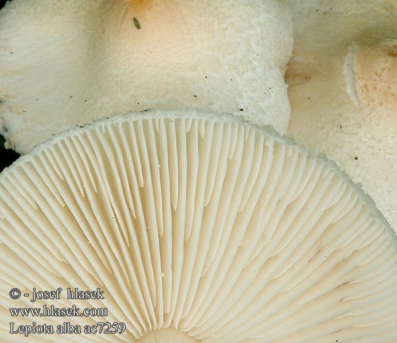 Lepiota alba Czubajeczka biała 环柄菇 Alvariukonsieni Lépiote blanche albus Hvit parasollsopp Bedla bílá Weisser Schirmpilz Schirmling Duinparasolzwam