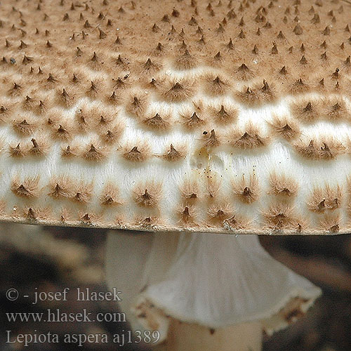 Lepiota aspera Czubajeczka ostrołuskowa szorstka Freckled Dapperling