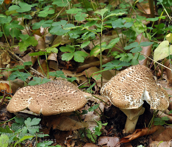 Lepiota aspera bi5533