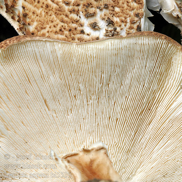 Lepiota aspera bi5539