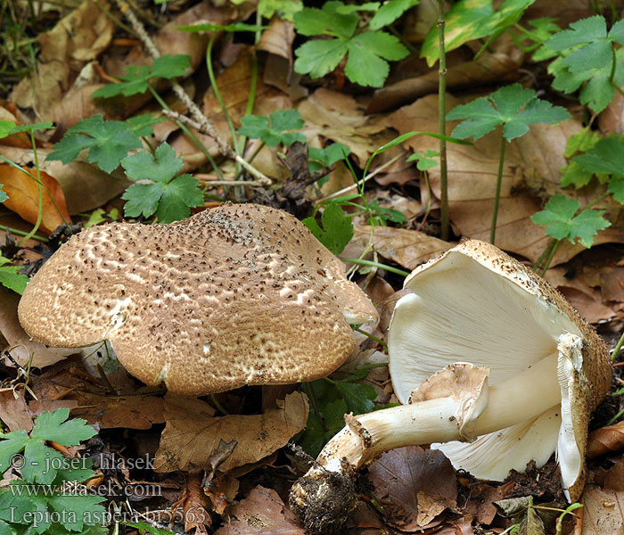 Lepiota aspera bi5563