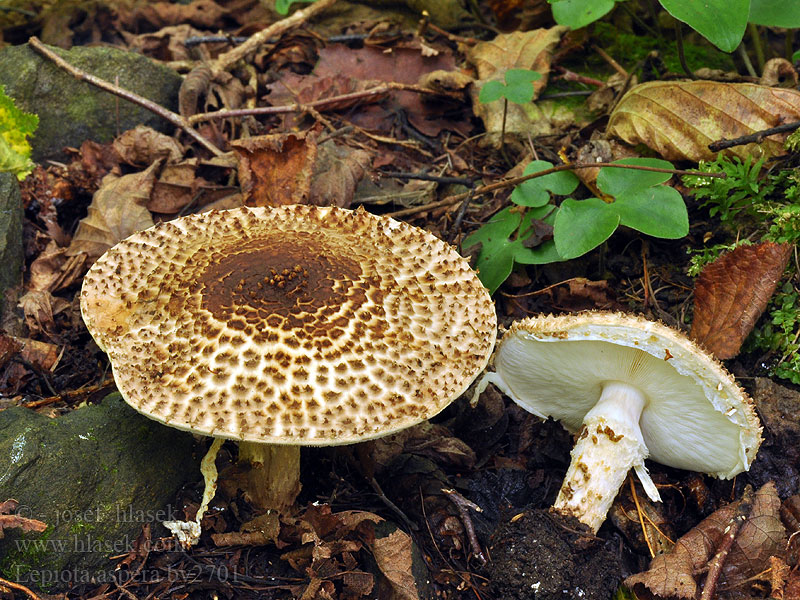 Lepiota aspera Hrapava trnovka Spärrfjällskivling