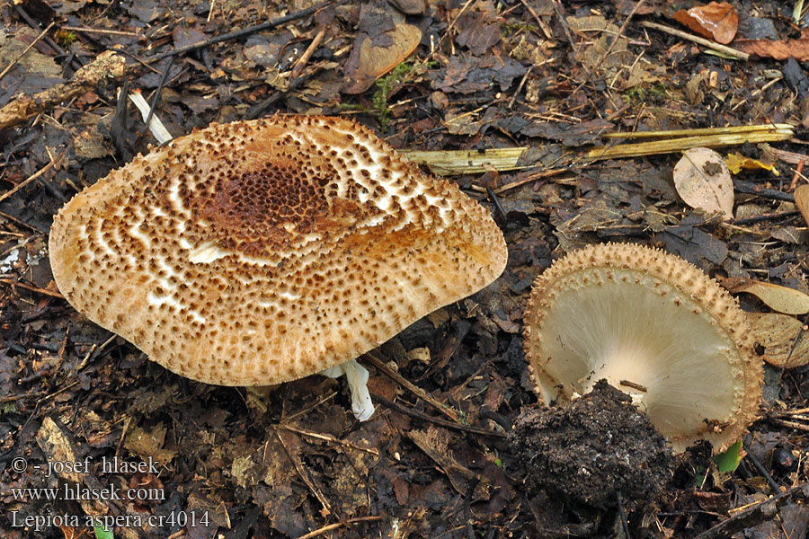 Bedla ostrošupinná drsná vidlená Spärrfjällskivling Lepiota aspera