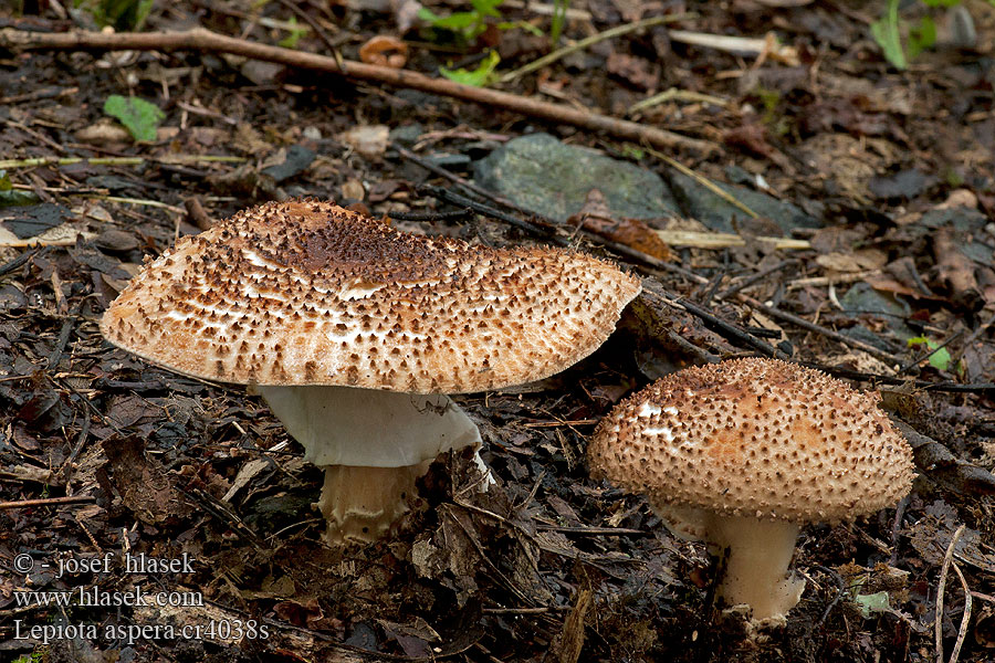 Freckled Dapperling Sharp-Scaled Parasol Lepiota aspera