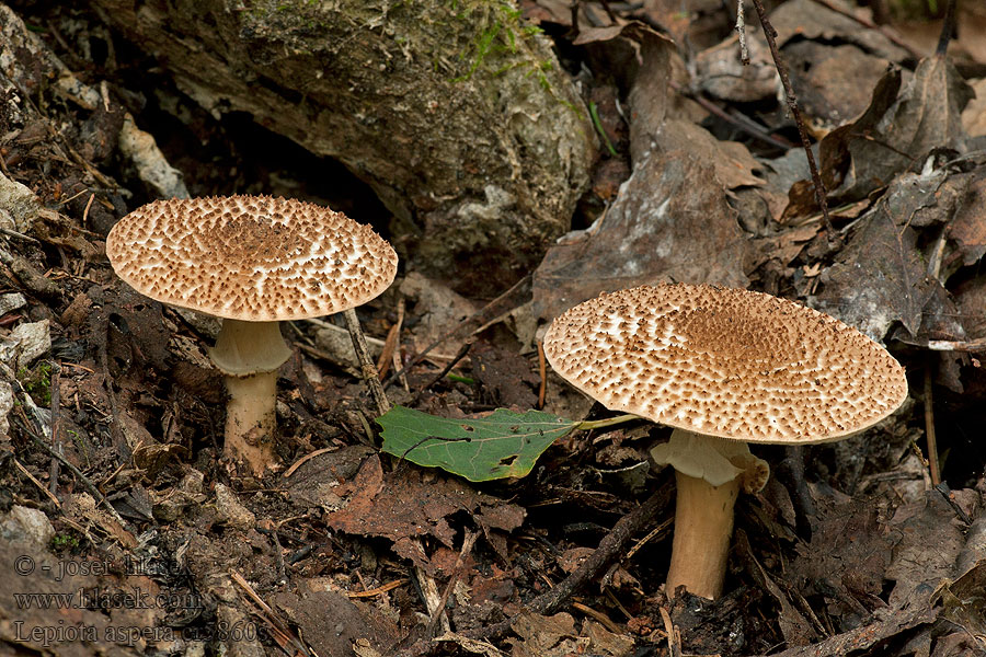 Lépiote écailles lames fourchues Lepiota aspera