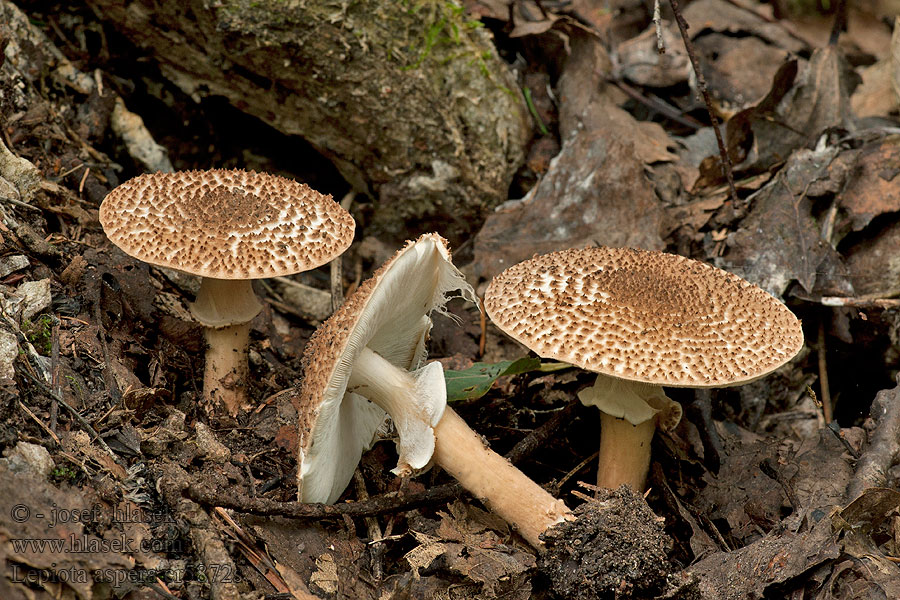 Spitzschuppiger Schirmling Rauher Lepiota aspera