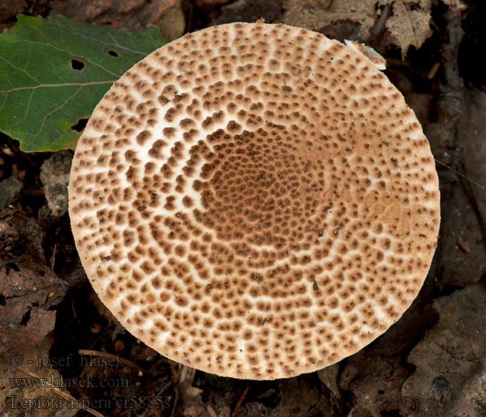 Piikkiukonsieni Spitsschubbige parasolzwam Lepiota aspera