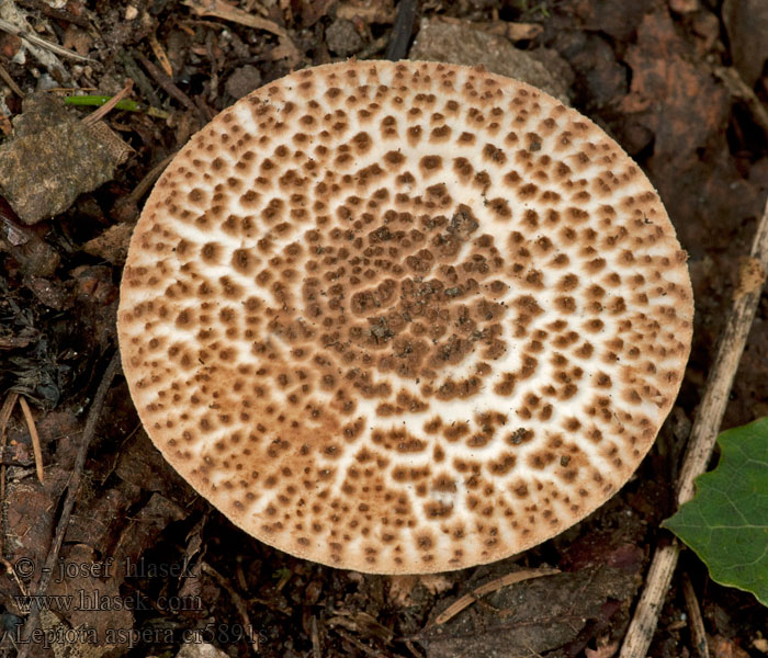 Stor skjellparasollsopp Лепиота шероховатая Lepiota aspera