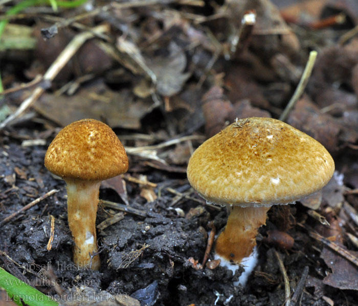 Lepiota boudieri Bedla Boudierova Rostfjällskivling