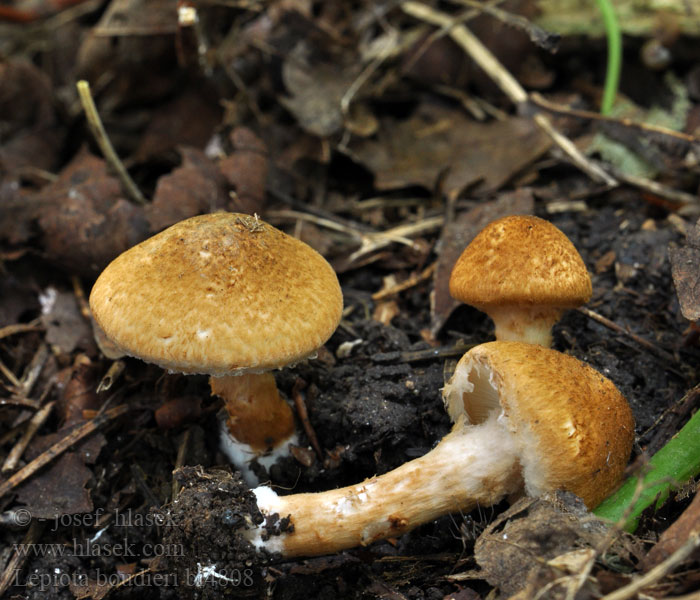 Lepiota boudieri bi4808