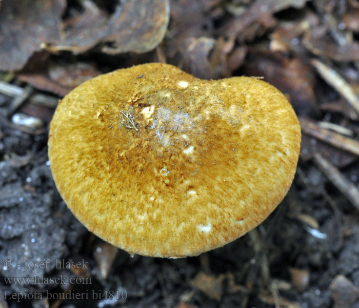 Lepiota boudieri bi4810