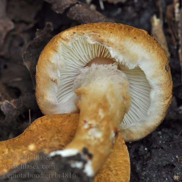 Lepiota boudieri bi4816