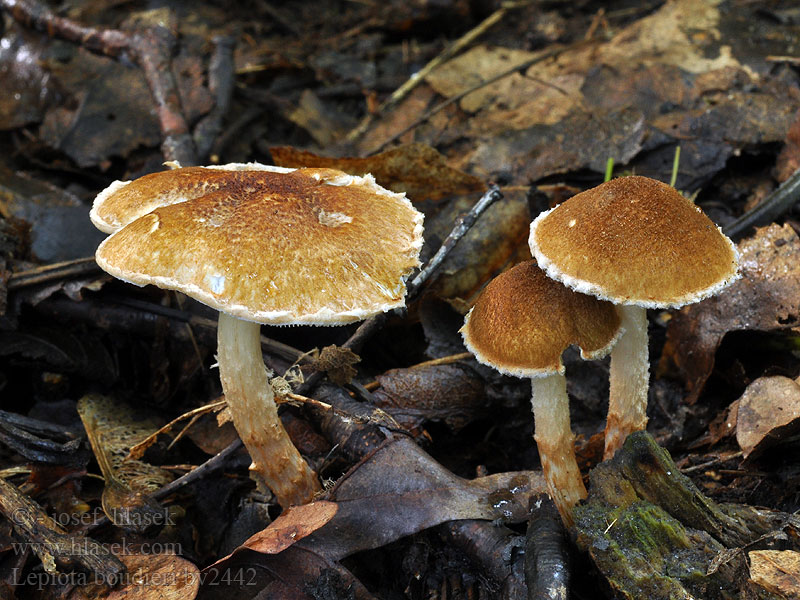 Lepiota boudieri Bedla Boudierova Bedlička hrdzavá