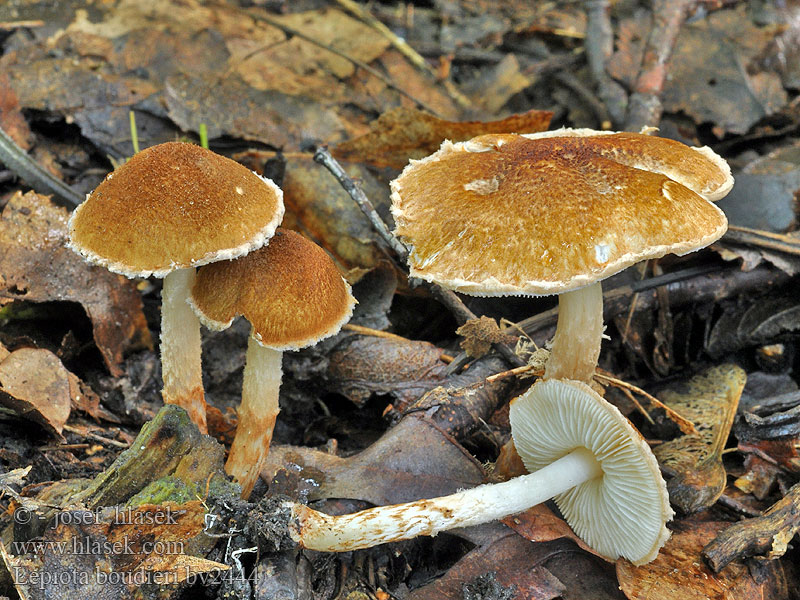 Lepiota_boudieri_bv2444