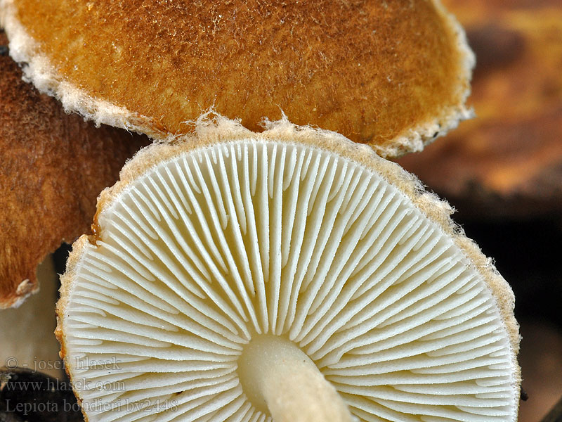 Lepiota boudieri Fuchsbrauner Schirmling Lépiote Boudier